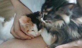 刘大锤爆料熊抱猫视频,萌态可掬引发网友热议